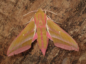 Deliephila elpenor S01