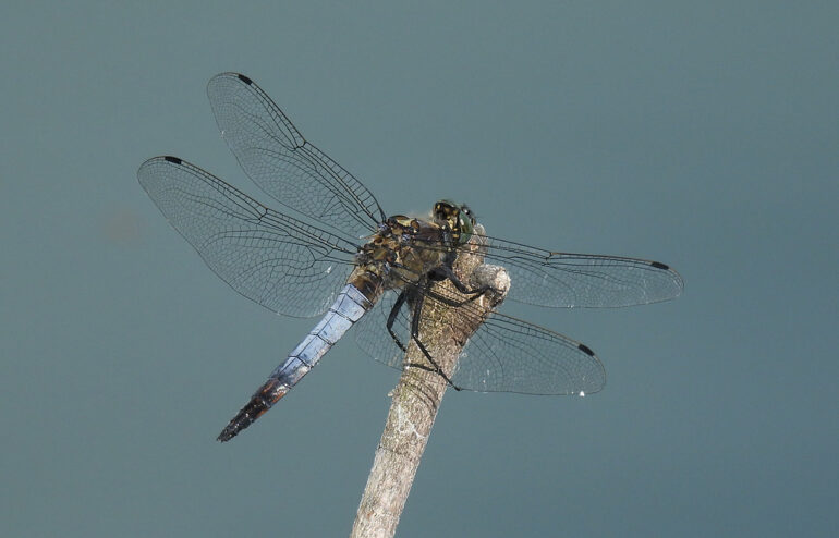 Orthetrum cancellatum