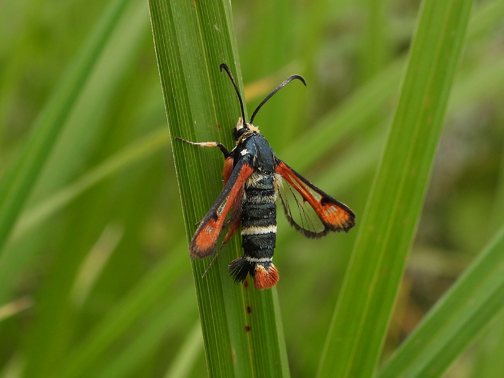 Pyropteron chrysidiforme