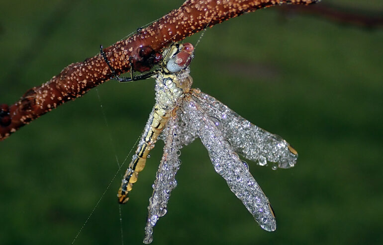 Sympetrum