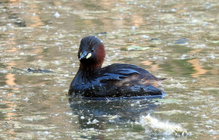 Tuffetto